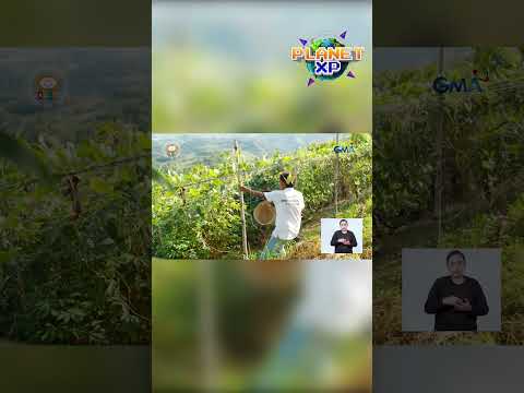 ‘WAG GALAWIN ANG MALALAKING PUNO SA KABUNDUKAN! #shorts | Planet XP thumbnail