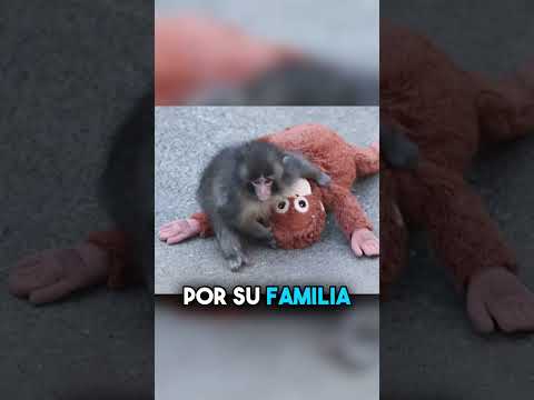 Un hombre entra al hábitat del mono Punch para darle un peluche 😱🤔 #Shorts thumbnail