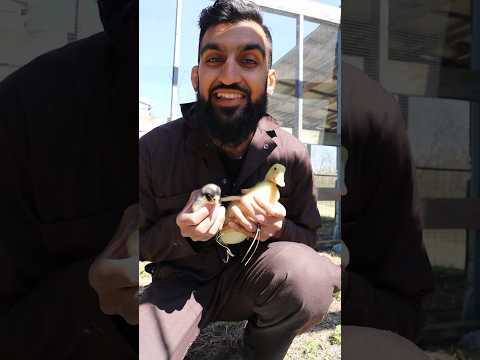 What I Feed My Baby Ducks & Chickens thumbnail