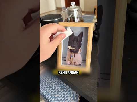 Pria ini berfikir telah kehilangan anjing kesayangannya ❤️ thumbnail
