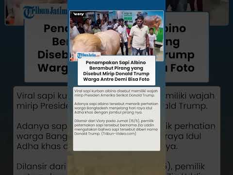 DISEBUT MIRIP TRUMP! Penampakan Sapi Albino Berambut Pirang, Warga Rela Antre Demi Foto thumbnail