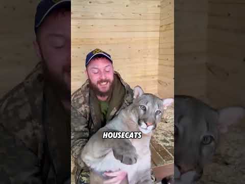 A cute cougar#animals #funnyanimal #funny #cute #cougar thumbnail