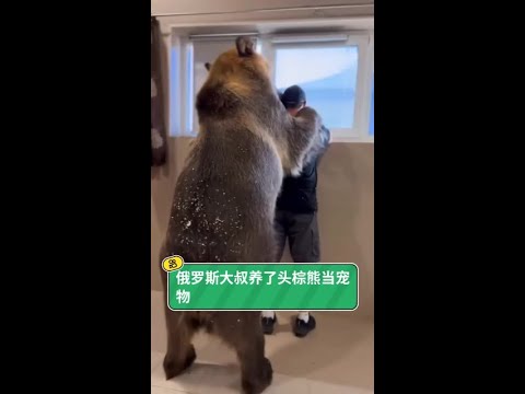 與棕熊相依為命的孤島歲月：一場跨越物種的溫柔陪伴，竟是我生命中最深刻的救贖。 thumbnail