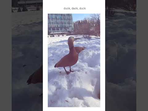 don't ducking say that bro thumbnail