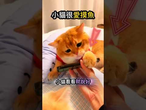 小貓們愛摸魚?主人就成全它? thumbnail