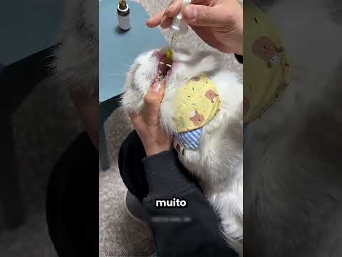 Este gatinho não quer tomar o remédio 💊😂 thumbnail