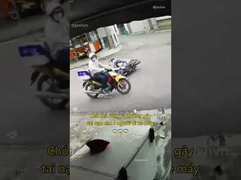 Chó thả rông ra đường gây tai nạn cho người đi xe máy 😨 #tainangiaothong #shorts thumbnail