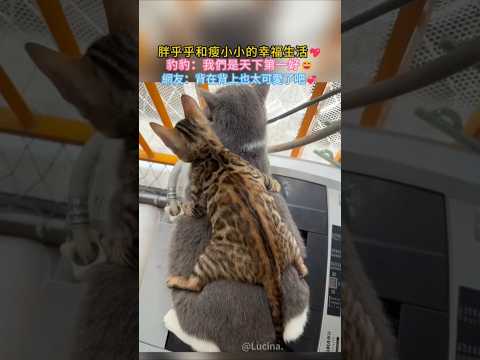 胖乎乎和瘦小小的幸福生活? 豹?：我們是天下第一好? 網友：背上背著也太可愛了? #cat #cute #shorts #healing #funny thumbnail