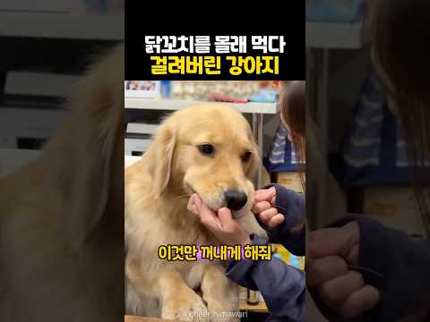 닭꼬치를 몰래 먹다 걸린 강아지 thumbnail