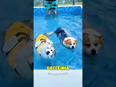 Корги против хаски в бассейне! 😳 thumbnail