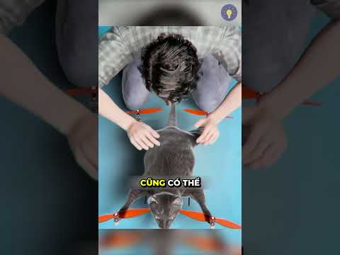 Anh chàng này đã biến thú nuôi của mình thành drone thumbnail