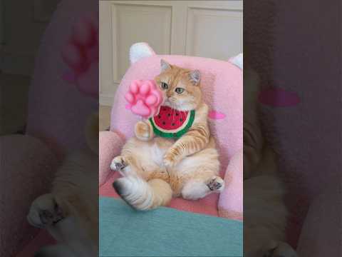 Homemade watermelon milk popsicles. #exlittlebeans #funnyvideo #funnycats thumbnail