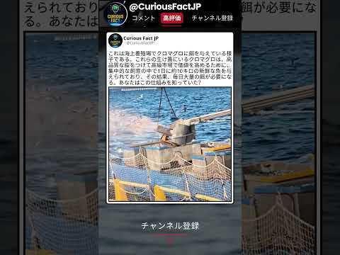 この餌の量、完全に想像を超えてた ?? thumbnail