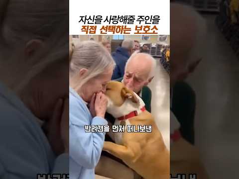자신을 사랑해줄 주인을 직접선택하는 보호소#반려견#유기견보호소#감동 thumbnail