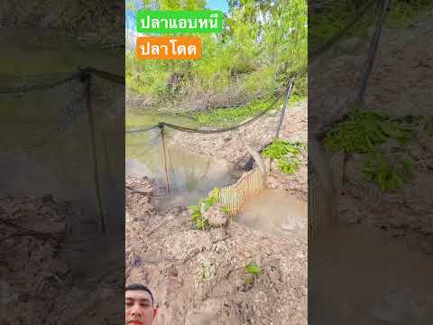 หากคุณคิดจะเลี้ยงปลาช่อนจงดูคลิปนี้ #หาปลา #ภูมิปัญญาไทย #วิถีชาวบ้าน #animals #xcavator #fishing thumbnail