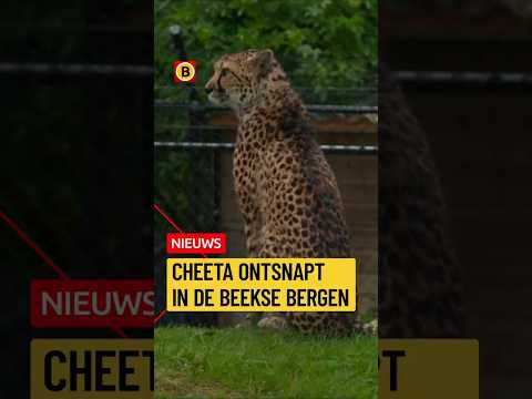 Cheeta ontsnapt in de Beekse Bergen | #nieuws thumbnail