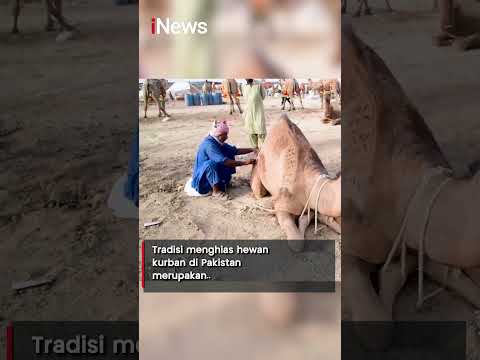 Tradisi Unik Idul Adha, Bulu Unta Diukir Indah biar Laku untuk Kurban #shorts thumbnail