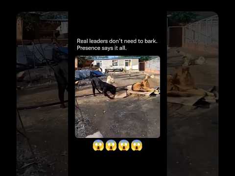 Viral video on YouTube 🔥 #shorts #youtubeshorts #viral #anmals #straydog #dog #labrador #fyp #foryou thumbnail