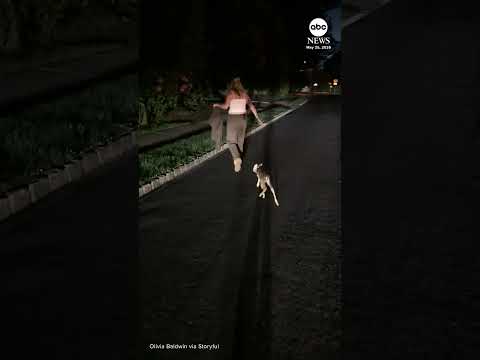 Baby deer follows woman who rescued it from grate thumbnail