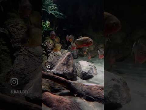 Monster piranha aquarium! thumbnail