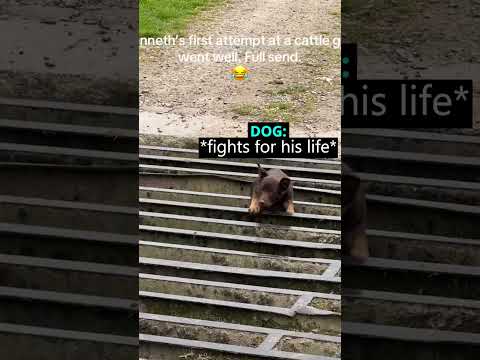 This Dog Jumped Onto The Cattle Grid 😳 (leegatefarmmalham/TT) thumbnail