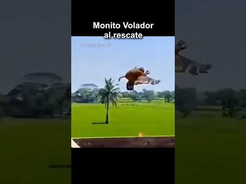MONITO VOLADOR AL RESCATE thumbnail
