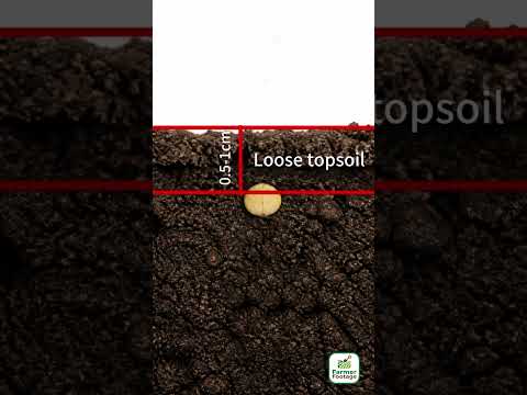 Cultivating Pepper Seedlings in Early Spring thumbnail