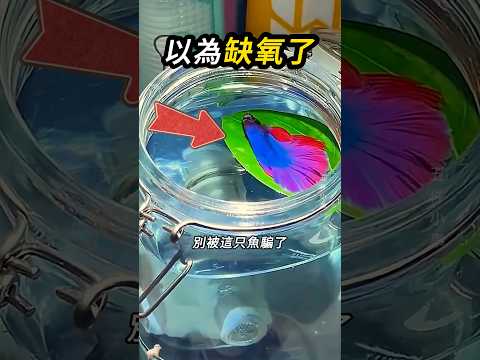 鬥魚為了遊更遠的水🐟 thumbnail