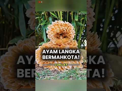 Ayam Bermahkota Mengubah Nasib Pemiliknya ?? #shorts thumbnail