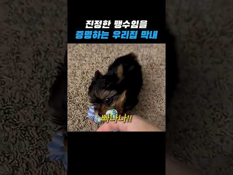 우리 강아지한테 맹수의 냄새가 난다 thumbnail
