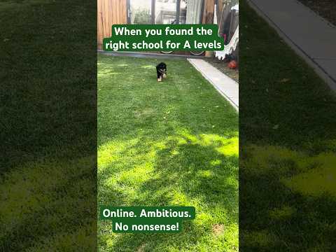 Find your perfect school #onlineschool  #alevels #distancelearning  #studywithmydog thumbnail