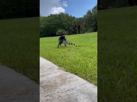 Iguana Ini Berubah Menjadi Naga Api Primordial Kuno Gagah Perkasa #shorts thumbnail
