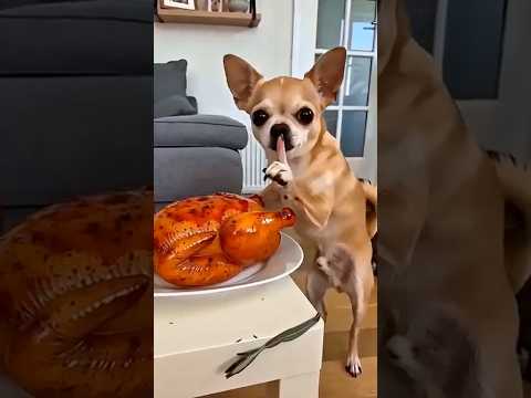 No doggy ?? #funny #dog #comedy #trending #youtubeshorts #shorts #shortvideo thumbnail