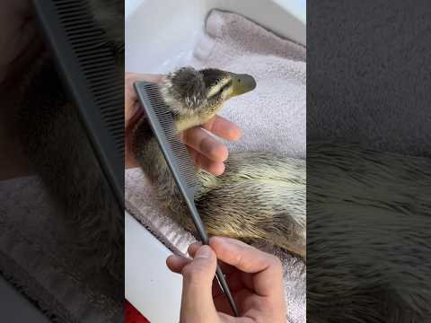Pettino i capelli alla paperella?? thumbnail