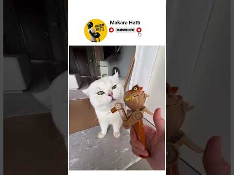 bu sıralar tahammül seviyem😂 thumbnail