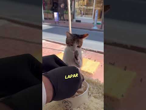 Koki Baik Selamatkan Kucing Kelaparan🥺#shorts thumbnail