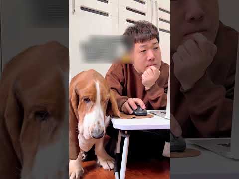 Chú chó có đôi tai dài nhất thế giới ? thumbnail