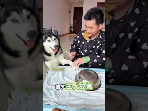 小狗模仿討食慘遭惡搞 thumbnail
