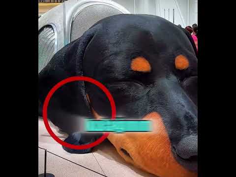 Dünyanın en büyük köpeği! GERÇEK Mİ 🤯🔥 thumbnail