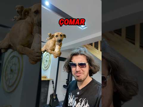 En iyisi hangisi? 😂 thumbnail