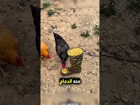 حاول يصنع مكنسة بطريقة رائعة ومميزة...!#shorts #shortvideo #shortsfeed #اسلاميات thumbnail