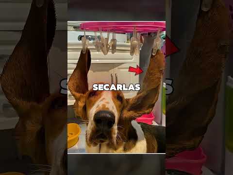 Este Perro Usa Sus Orejas Para Todo 😯❤️ thumbnail
