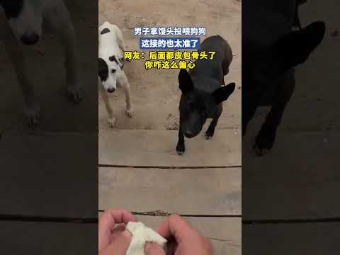 男子拿馒头投喂狗狗，这接的也太准了 thumbnail