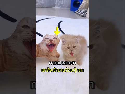 ทาสแมวสายฮา ลงทุนปลอมตัวไปแกล้งเจ้านาย thumbnail