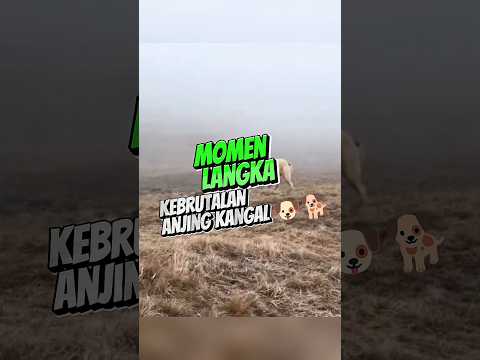 Pertarungan Sengit Antara Anjing Kangal Vs Serigala #shorts #kangal #serigala thumbnail