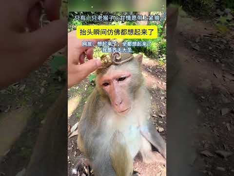 猴子心甘情愿带上紧箍咒，整体看起来像是想起来了曾经的往事 #搞笑 #大熱門 #automobile #正能量剧情 #foryou thumbnail