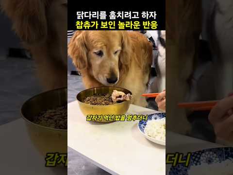 주인이 닭다리를 훔쳐 가려고 하자 댕댕이가 보인 놀라운 반응 thumbnail