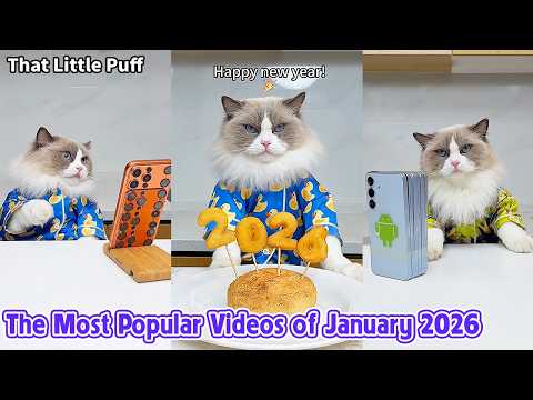 The Most Popular Videos of January 2026 | That Little Puff thumbnail