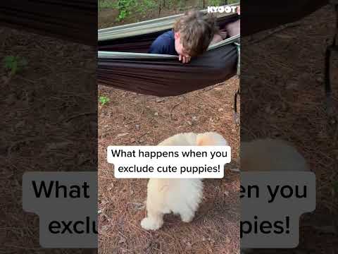 The puppy had the last laugh! ? #hammock #fails #funny #dogs #shorts thumbnail