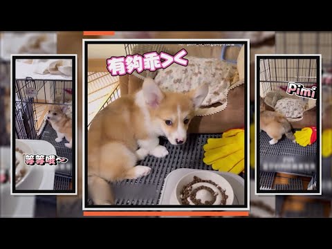 小狗等主人放飯　故意轉身裝不在意超萌XD thumbnail